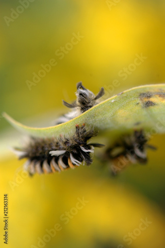 Furry Caterpillar © Rusty Dodson