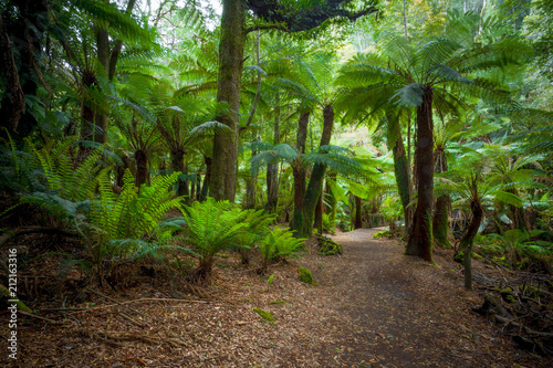 Fototapeta Naklejka Na Ścianę i Meble -  Tree Ferns in Forrest