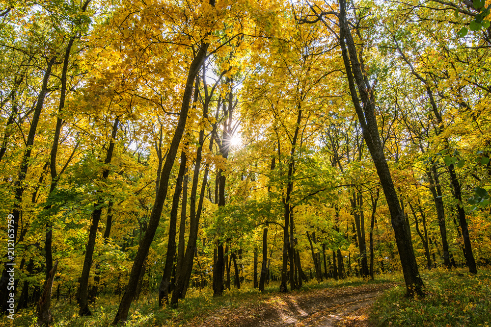 Obraz premium Gold clothes from yellowing of the leaves in backlight sunlight. The most colourful time of autumn the Golden autumn