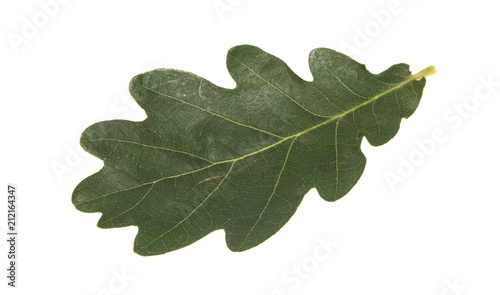 oak leaf isolated on white background