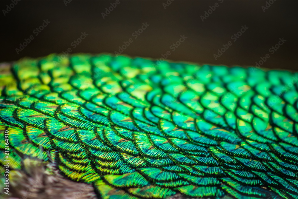 Obraz premium Abstract background image of a close up view of Peacock Feathers
