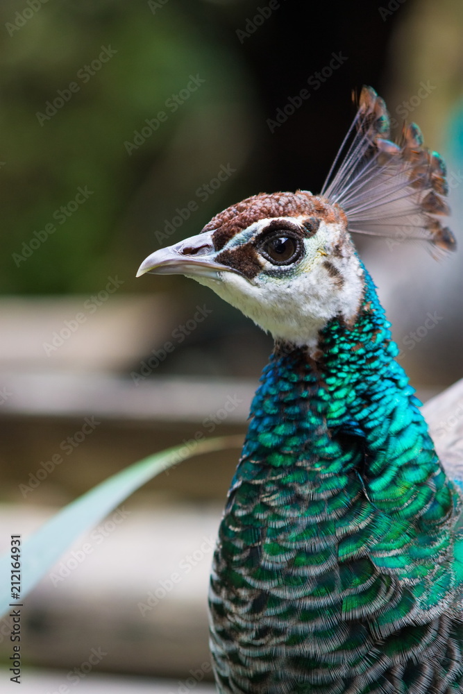 The Indian peafowl or blue peafowl (Pavo cristatus), a large and brightly coloured bird, is a species of peafowl native to South Asia The Indian peafowl or blue peafowl (Pavo cristatus), a large and brightly coloured bird, is a species of peafowl native to South Asia