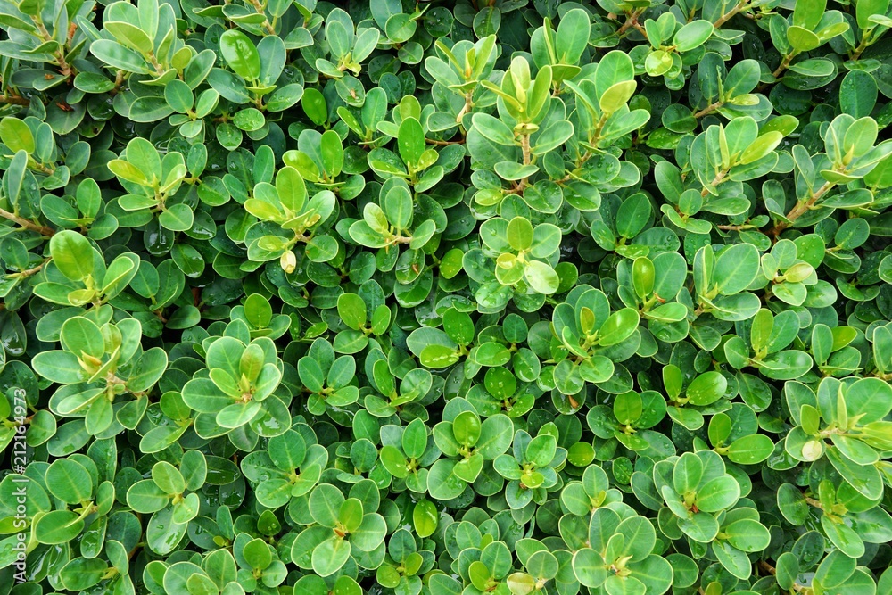 Close up green leaves of flower as a background. Abstract leaf texture. Natural green wallpaper concept. Space for text in template. Ecological Concept Close up green leaves of flower as a background. Abstract leaf texture. Natural green wallpaper concept. Space for text in template. Ecological Concept
