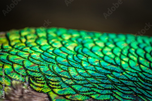Abstract background image of a close up view of Peacock Feathers photo