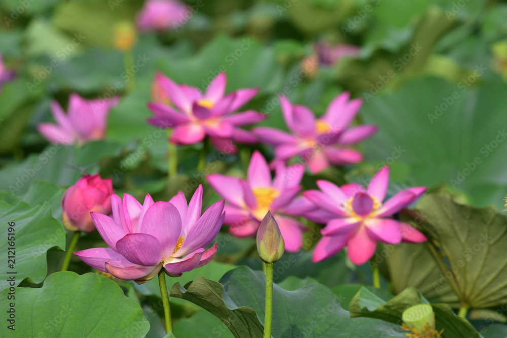 Blooming lotus flowers in the park Blooming lotus flowers in the park