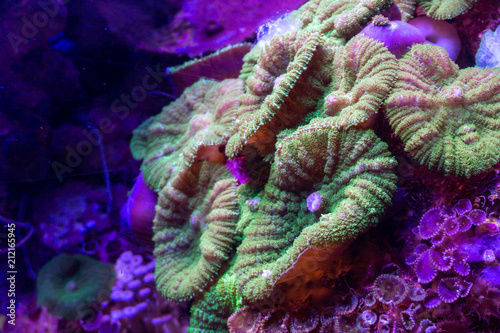 colorful coral reef, marine life in the red sea. © olegmayorov