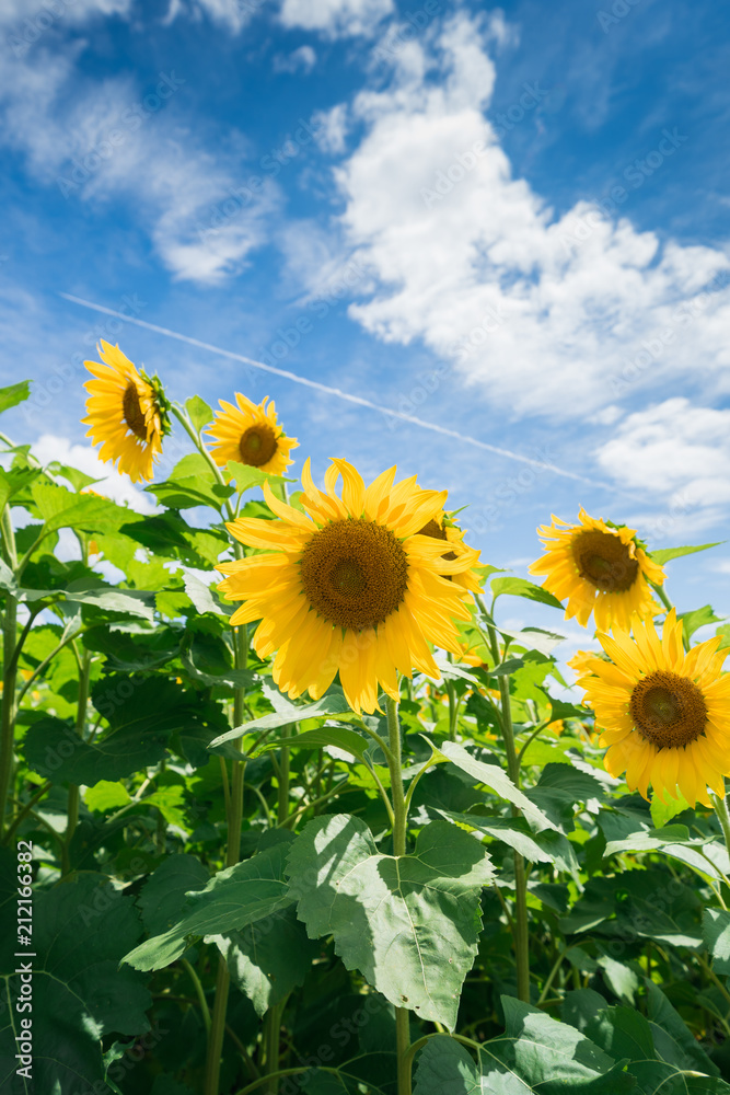 Naklejka premium ヒマワリ 香川県まんのう町