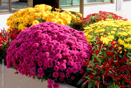 Colors of autumn background. Fall season outdoor decoration with bright chrysanthemums and decorative red chili pepper as a part of traditional american autumn holidays culture. photo