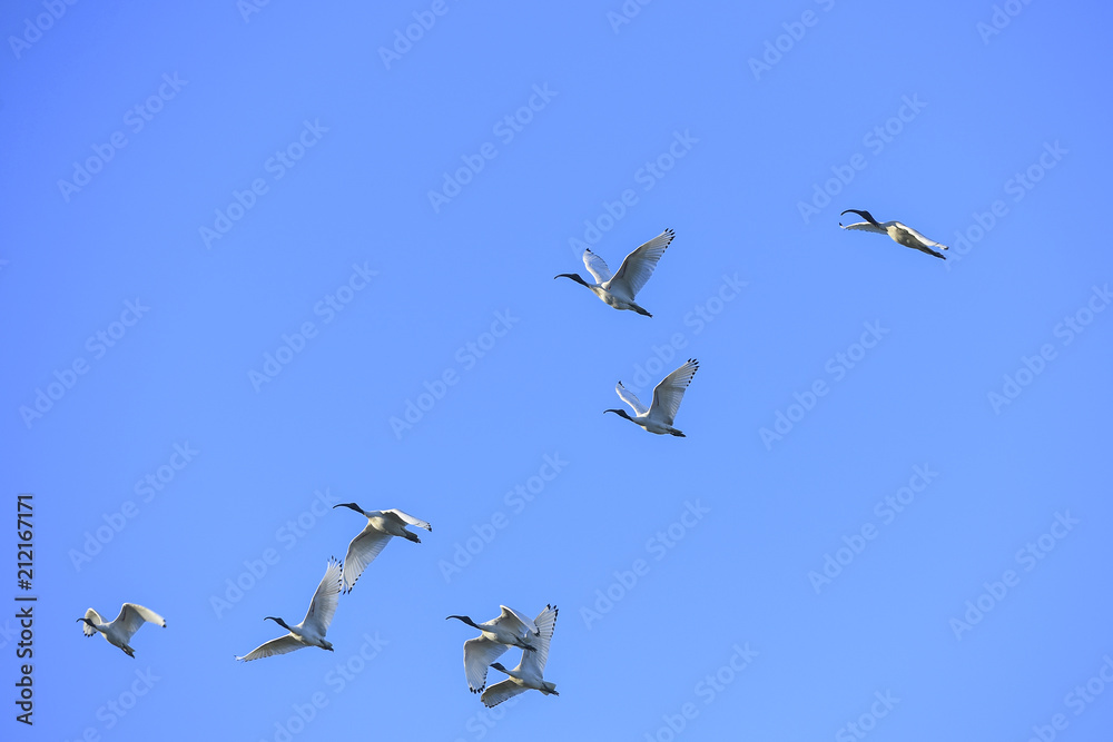 Group of Black-headed ibis in flight Group of Black-headed ibis in flight