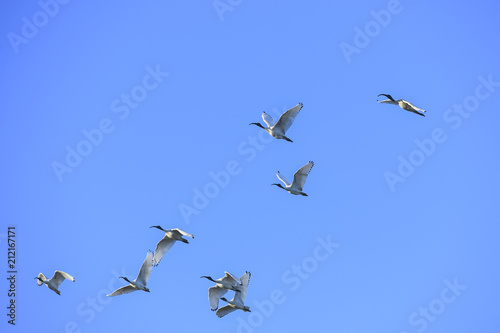 Group of Black-headed ibis in flight