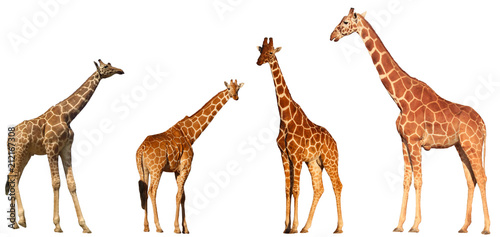 Giraffes isolated on white background 