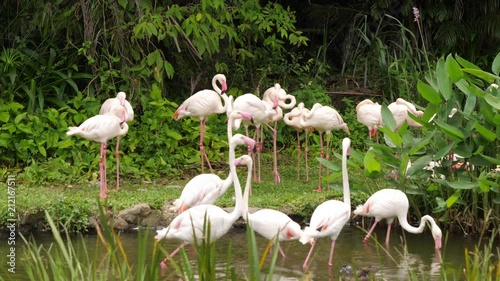 A flock of beautiful flamingo birds walk on the river side