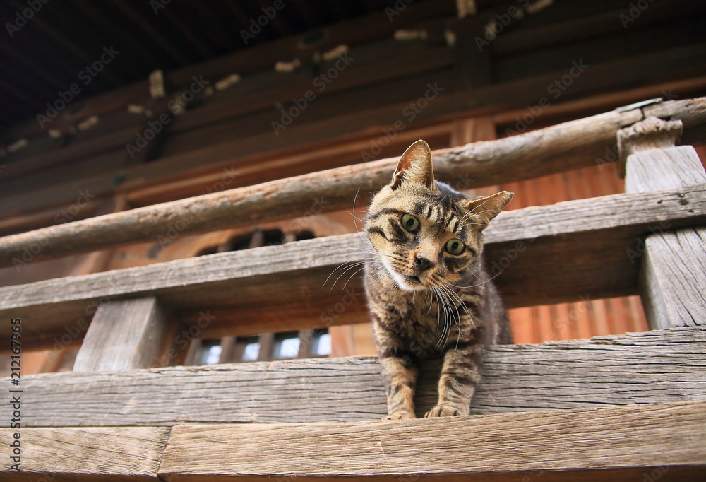 Obraz premium 寺の猫