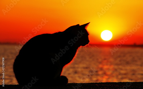 Fototapeta Naklejka Na Ścianę i Meble -  夕暮れと猫のシルエット