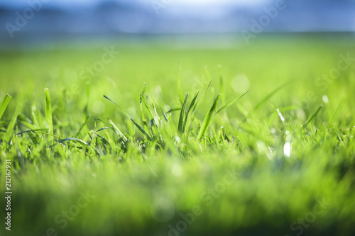 Close up of the fresh green grass