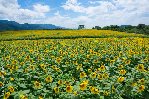 ひまわり畑 香川県まんのう町