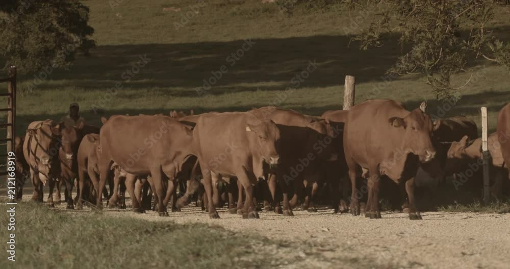 Medium shot Cows Medium shot Cows