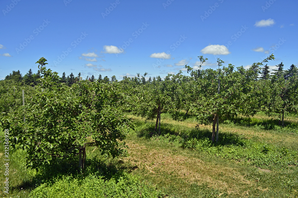 Orchard in rural Ontario Canada