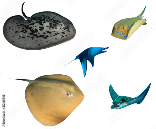Rays and Stingrays isolated. Marbled, Blue spotted, Jenkin's, Manta and Spotted Eagle Rays on white background 
