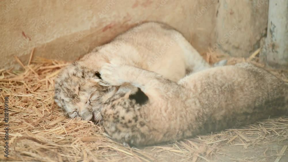 two week baby lion two week baby lion