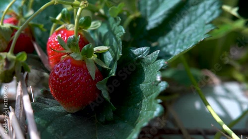 Wide shot of strawberries ripe on the vine as camera travels right. photo