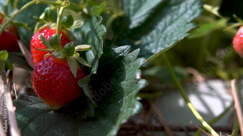 Wide shot of strawberries ripe on the vine as camera travels right. photo