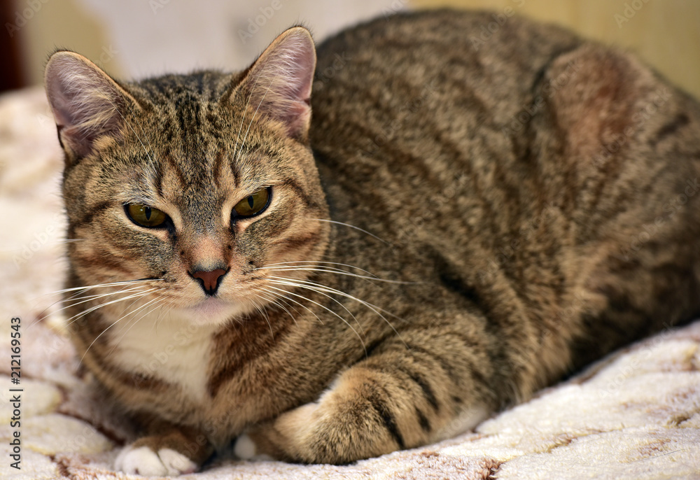 brown shorthair cat lying on the couch