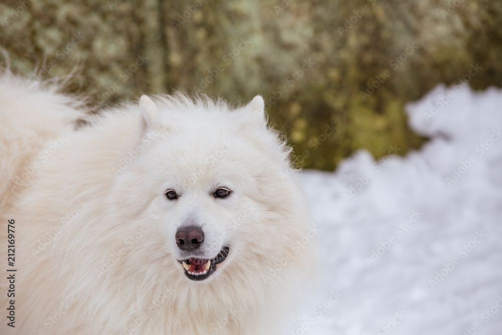 Dog samoyed adult male white