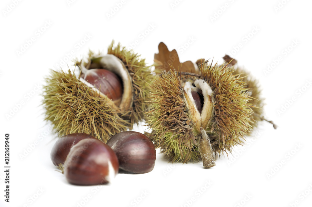 Sweet chestnut in their prickly shell isolated on white background Sweet chestnut in their prickly shell isolated on white background