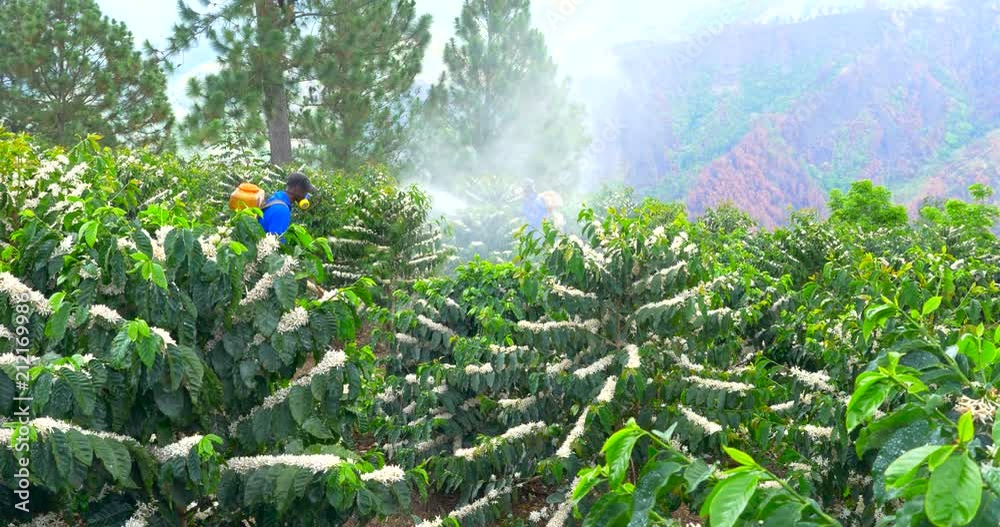 Coffee Trees being sprayed