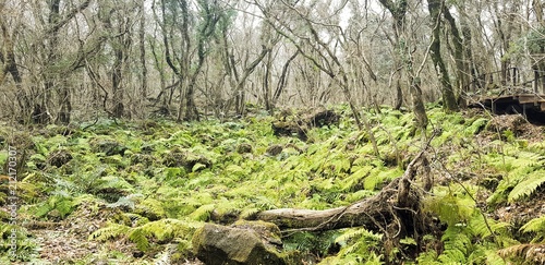 Jeju Island Forest