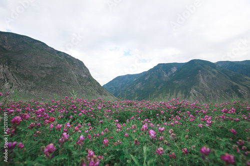 Blooming field of lilac flowers of clover on the background of mountains