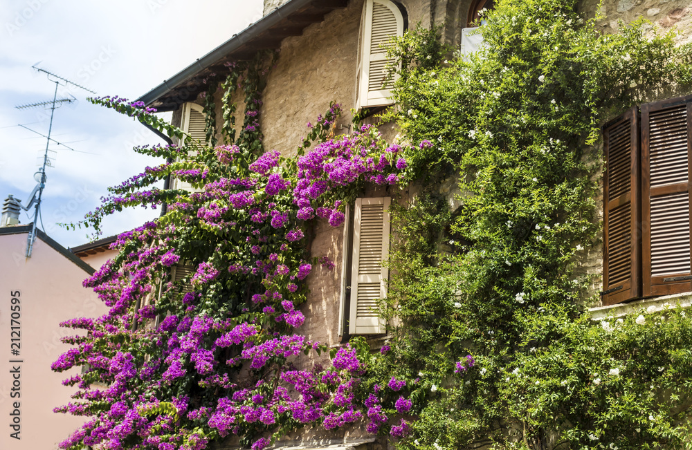 Pink Bougainvillea Flowers on the Wall of  Italian  House.Beautiful Facade of a House in Italy