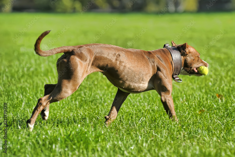 pit bull terrier running on the grass