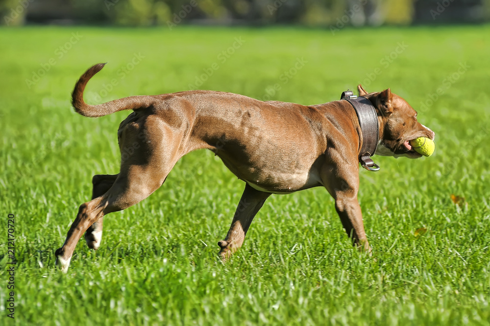 pit bull terrier running on the grass pit bull terrier running on the grass
