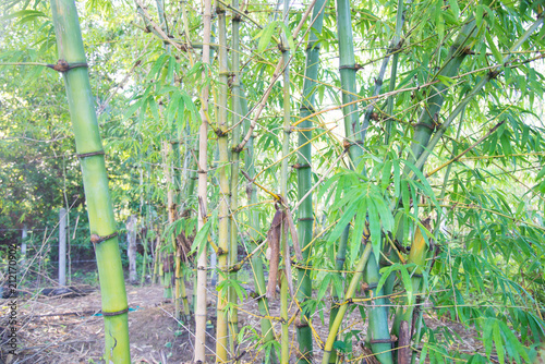 Blurred green bamboo forest.