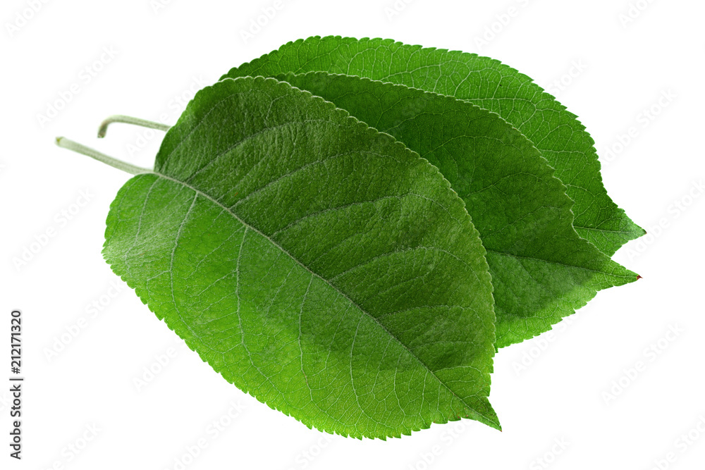 Obraz premium Apple leaf on white