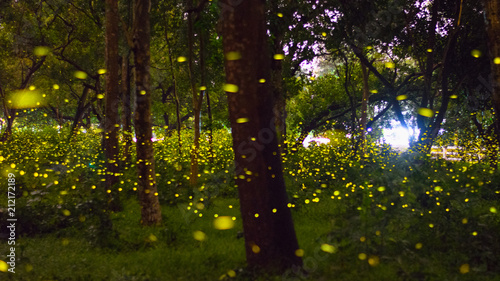 Firefly in the forest tree inside Thai army camp, Prachinburi, A million fireflies in the wood in Prachinburi