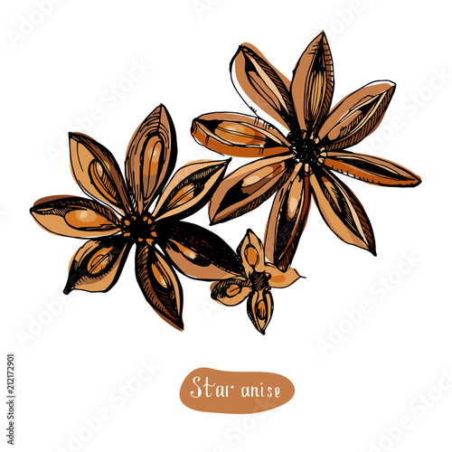 Star Anise or badian hand drawn sketch.Engraved style spice and flavor object.Cooking and aromatherapy ingredient.