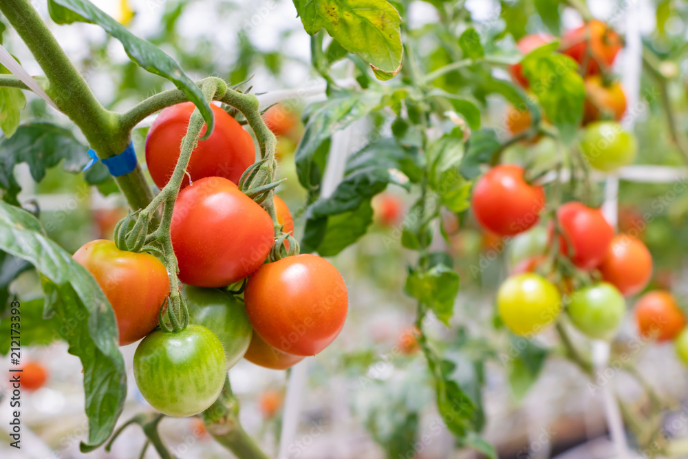 トマト農家　ビニールハウスの中のトマト畑