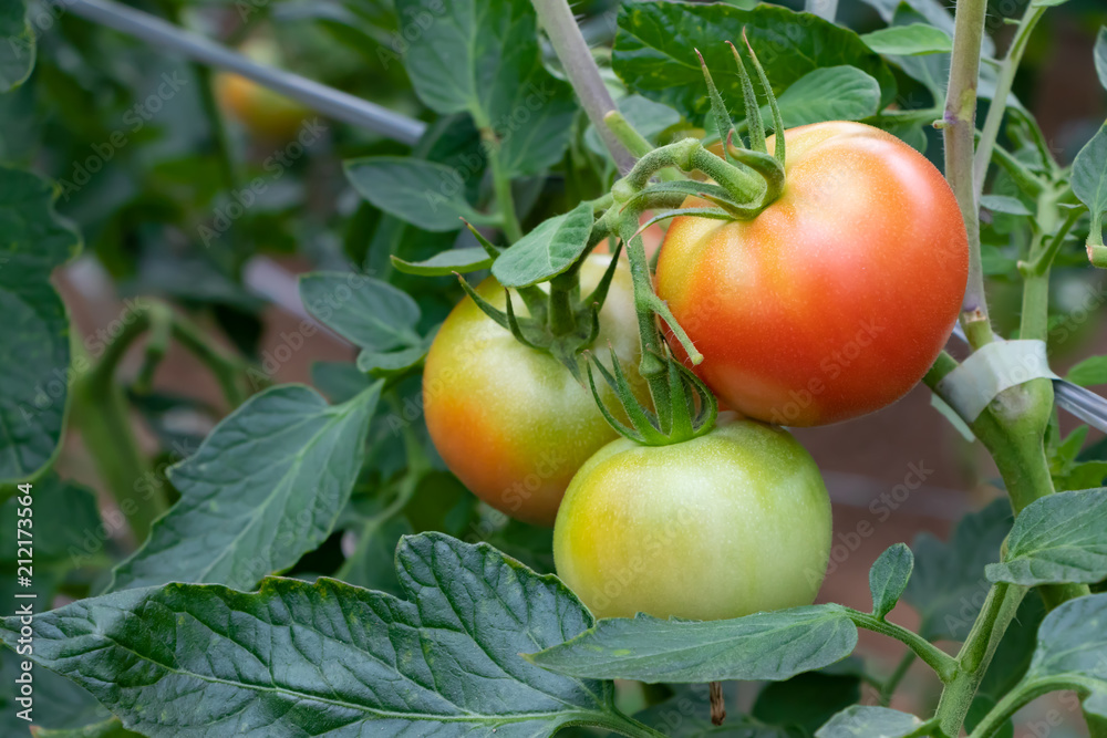ビニールハウスのトマト畑