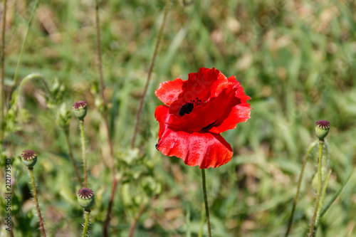 Fototapeta Naklejka Na Ścianę i Meble -  Red poppy flower on the green meadow