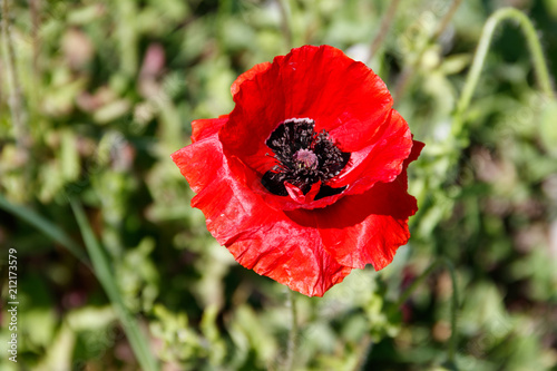 Fototapeta Naklejka Na Ścianę i Meble -  Red poppy flower on the green meadow