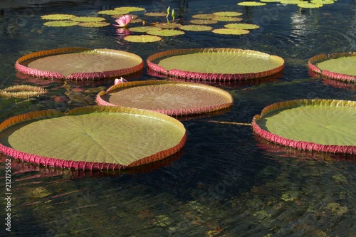 Giant Victoria Water Lily Background