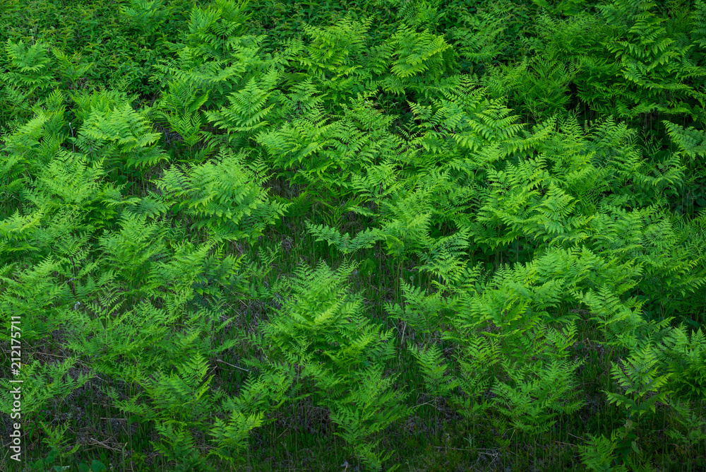 Ferns plants in the forest