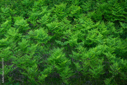 Ferns plants in the forest