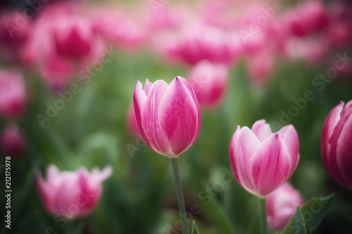 Pink tulip in the garden © maybeiii