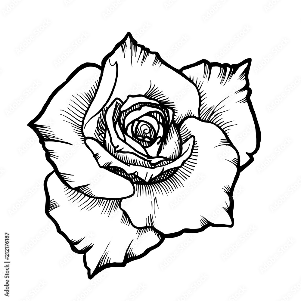 Rose Vector Black And White Contour Drawing Stock Illustration - Download  Image Now - Rose - Flower, Line Art, Outline - iStock