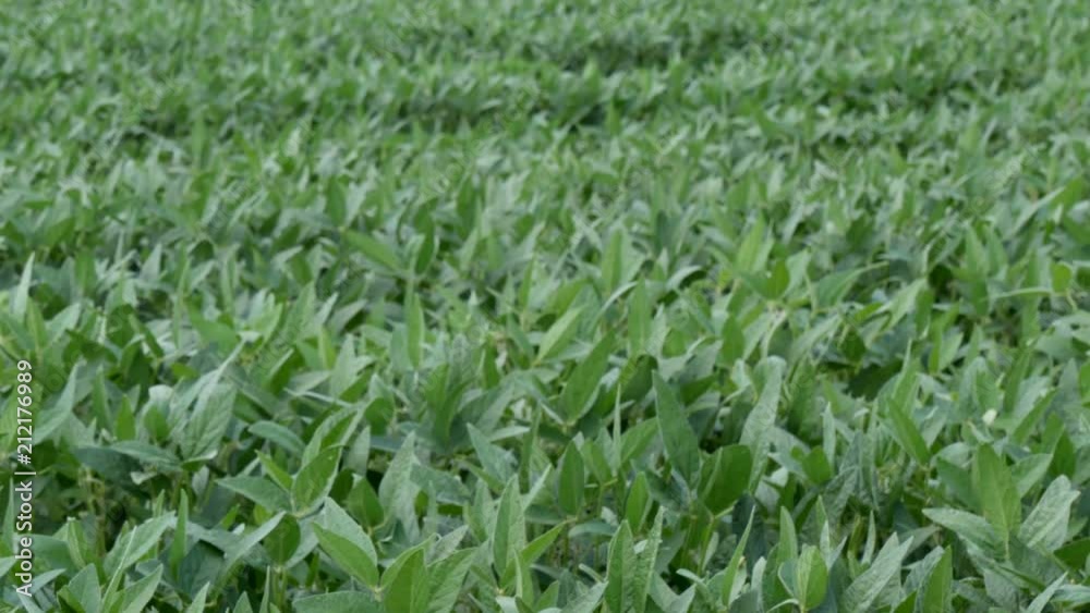 Handshake, two farmers shaking hands in a green soybean field and gesturing with thumb up, 4K footage Handshake, two farmers shaking hands in a green soybean field and gesturing with thumb up, 4K footage