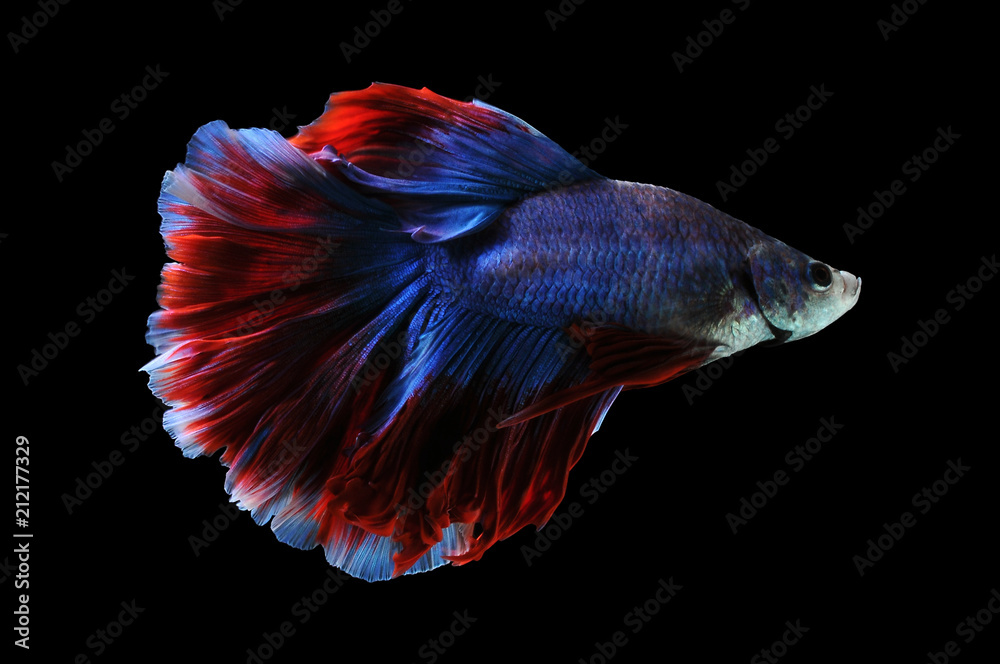 Betta fish, siamese fighting fish, betta splendens isolated on black background,
fish on black background, fish fighting, Multi color Siamese fighting fish, Betta fish, siamese fighting fish, betta splendens isolated on black background,
fish on black background, fish fighting, Multi color Siamese fighting fish,